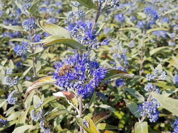 Bartblume Heavenly Blue